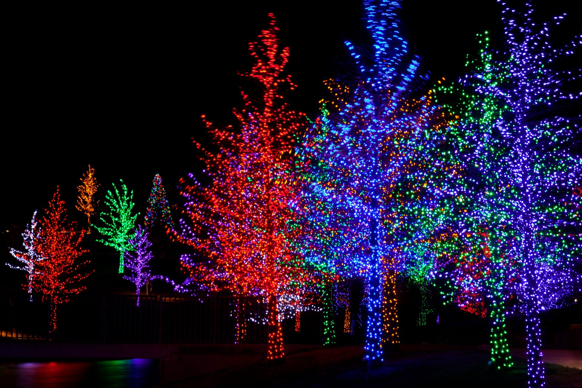 Trees wrapped in LED lights for Christmas
